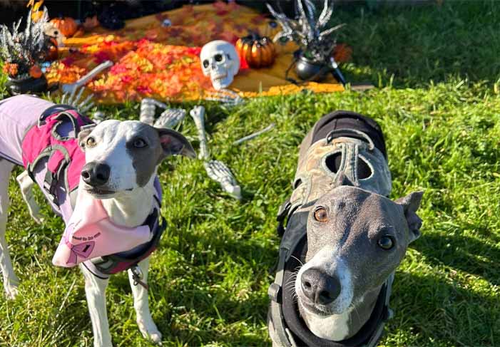 Dog Friendly Kent Weekend Guide 01 November 2025 02 November 2025