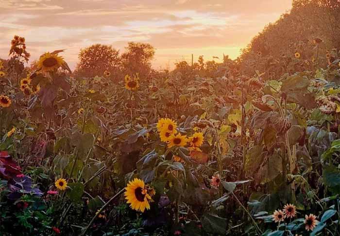 Dog Friendly Kent Weekend Guide 25 July 2026 26 July 2026