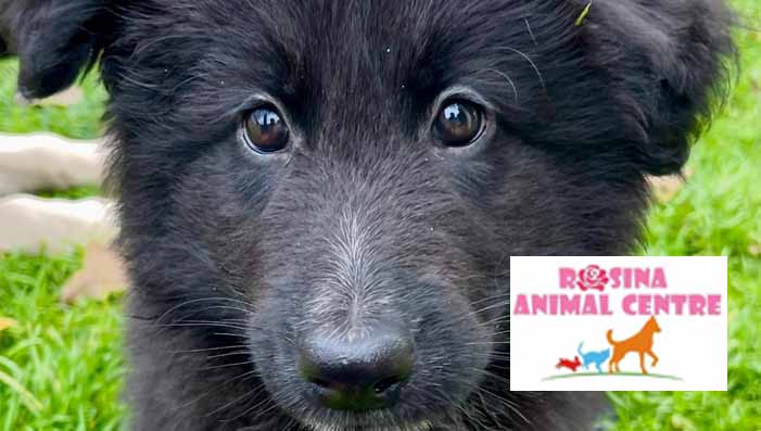 Dog Rescue October 2025