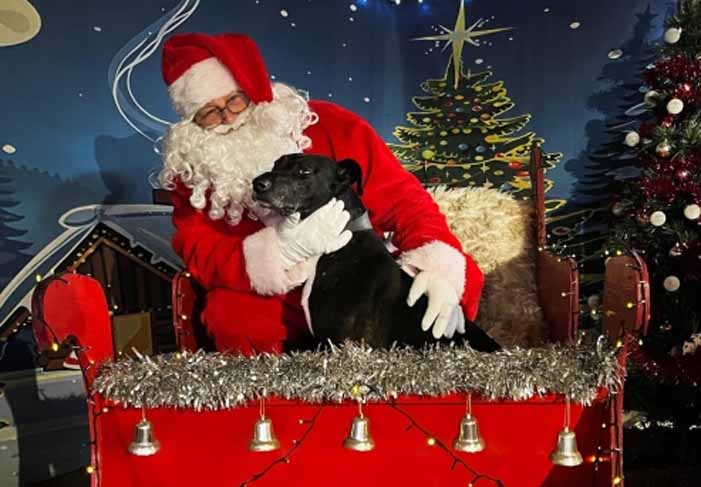 Dog Friendly Kent Weekend Guide 13 December 2025 14 December 2025